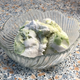 I can pretend it was matcha flavour, but in fact it was pistachio and vanilla.